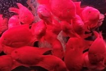 鹦鹉鱼被咬伤使用什么药物比较好，水温应控制在26℃-27℃