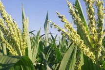 福玉616玉米栽培技术要点，适宜播期为6月5日～25日