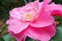 昆明市的市花，是云南山茶花