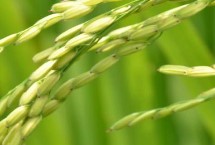 泓两优5848水稻栽培技术要点，属早熟籼型中稻品种