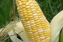 云瑞1818玉米栽培技术要点，中抗茎腐病