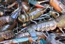 澳洲龙虾养殖条件，前期应主喂动物性饲料