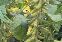 绥农47大豆栽培技术要点，选择中上等肥力地块种植