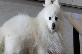 狗狗眼睛有红血丝怎么办，可能是上火或干眼症导致的