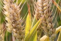 华麦806小麦栽培技术要点，全生育期232.6天