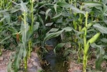 凌科6号玉米栽培技术要点，留苗密度4500株/亩左右