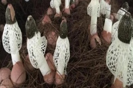 有哪些常见的食用菌，大概种植100种、有50多种可形成商品