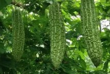 种植苦瓜打什么农药，需深翻土壤、增施有机肥料