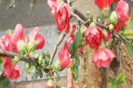 木瓜海棠的扦插方法，生长温度不能低于-14℃