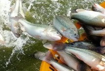 鲈鱼好养吗，池塘附近需具备清洁的水源