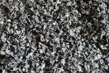 木耳的挑选方法，前者称为春耳、后者称为秋耳