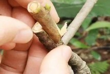 枇杷树几年可以挂果，春秋季的晴天嫁接为宜