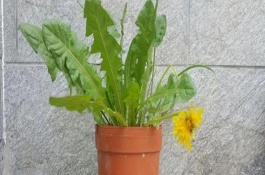 秋冬季蒲公英如何养护，出苗前不能施肥