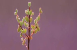 枝干番杏的养殖注意事项，花期是在3-5月