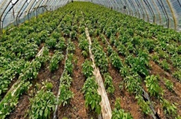 哪些野菜适合在南方种植，要使用疏松肥沃的沙质土壤