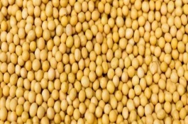 黄豆种子催芽方法，均价保持在5-7元一斤