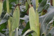 联航868玉米栽培技术要点，一次性播种全苗