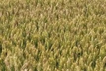 济科109小麦栽培技术要点，每亩基本苗15万左右