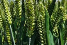 天中麦7号小麦栽培技术要点，适宜播种期10月上中旬