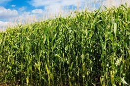 齐丰2玉米栽培技术要点，在适应区5月10日左右播种