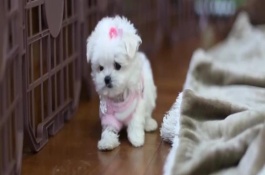 茶杯犬怎么培育出来的，体重一般在4磅以下