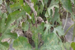 西瓜炭疽病的防治方式，生长前期提高地温、控制浇水可增强植株的抗病能力