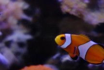 小丑鱼的繁殖方法，可能是还没到成年的时间