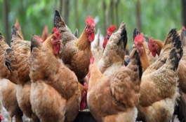 温度过高时小鸡的表现，1-2日龄的适温为35℃