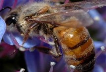 雄蜂多少天从卵到出房，是蜂群中唯一的雄性