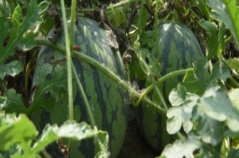 西瓜的正确种植方式，西瓜幼苗长出一两片真叶时喷第一次