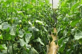 黄瓜秧为什么会死亡，采取轮作措施可大大减轻危害