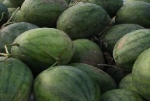 西瓜的上市时间，上市时间在6月和9月