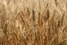 麦田除草剂药害的补救方法，生长后期常采用人工拔除