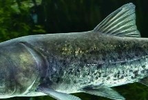 鲢鳙鱼钓层好不好找，温度较低时不易找到