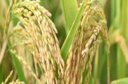 庆林338水稻栽培技术要点，穗瘟表现中抗