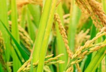 喜两优华占水稻栽培技术要点，全生育期为134.1天