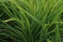 珂两优1273水稻栽培技术要点，籼型两系杂交中稻迟熟品种