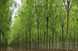 白蜡树的养护方式，可嫁接金枝槐或水曲柳