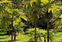 棕树怎么施肥，不可以进行移栽