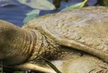 甲鱼是在水里面冬眠吗，一般会藏在10-15厘米的位置