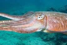 乌贼有没有骨头，共有10条腕