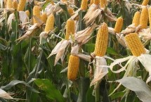 标单988玉米栽培技术要点，适宜播期4月下旬至5月上旬