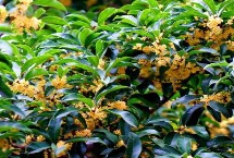 桂花什么时候嫁接，主要集中在9-10月份
