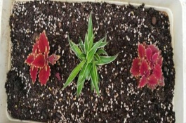 彩叶草冬天会冻死吗，通常建议在每年的春秋季节进行