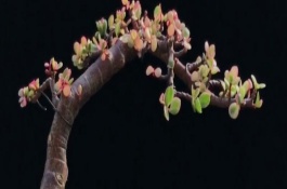 雅乐之舞不红了怎么处理，浇水可采取见干见湿的方法