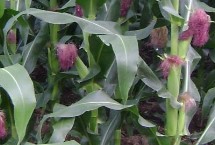 渝单998玉米栽培技术要点，春播平均生育期119.5天