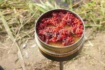 红虫的作钓技巧，可以在早春、深秋和冬季使用