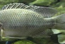 福寿鱼养殖注意事项，就是罗非鱼