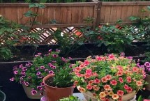 种花什么时候浇水，腐殖土、园土和沙土都可以