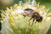 蜜蜂大量采粉说明什么，经过侦查后会采集花粉并酿蜜保存